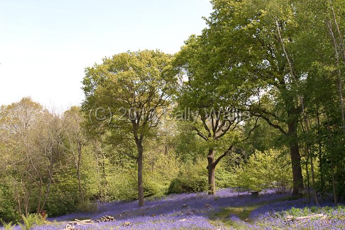 Bluebell clearing.jpg - Bluebells carpeting a clearing with piles of logs left lying